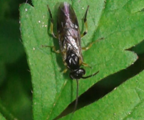 Tenthredinidae da ID